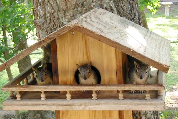 baby squirrel on a tree house